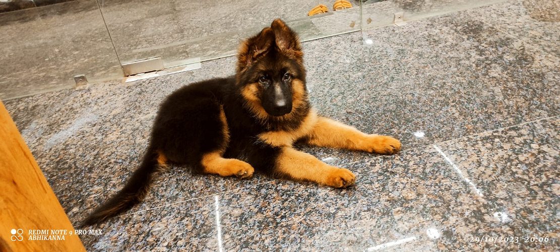 GERMAN SHEPHERD