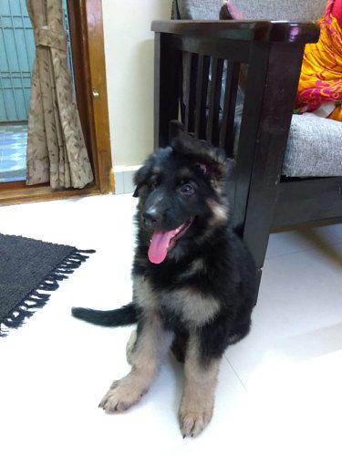 German Shepherd