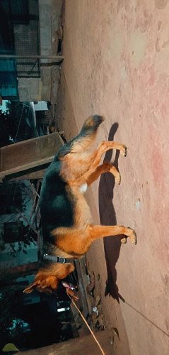 GERMAN SHEPHERD