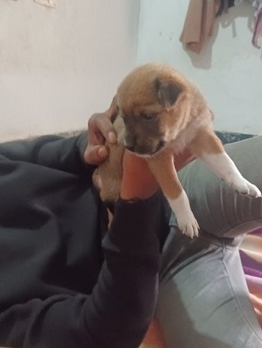 German Shepherd for sale