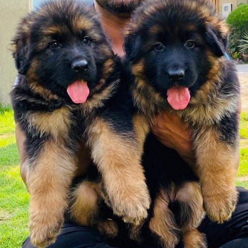 GERMAN SHEPHERD DOUBLE BUSH LONG COAT PUPPIES CHENNAI - 8825694373