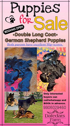 German shepherd double long coat puppies for sale