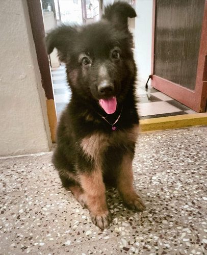 German shepherd Double Coat