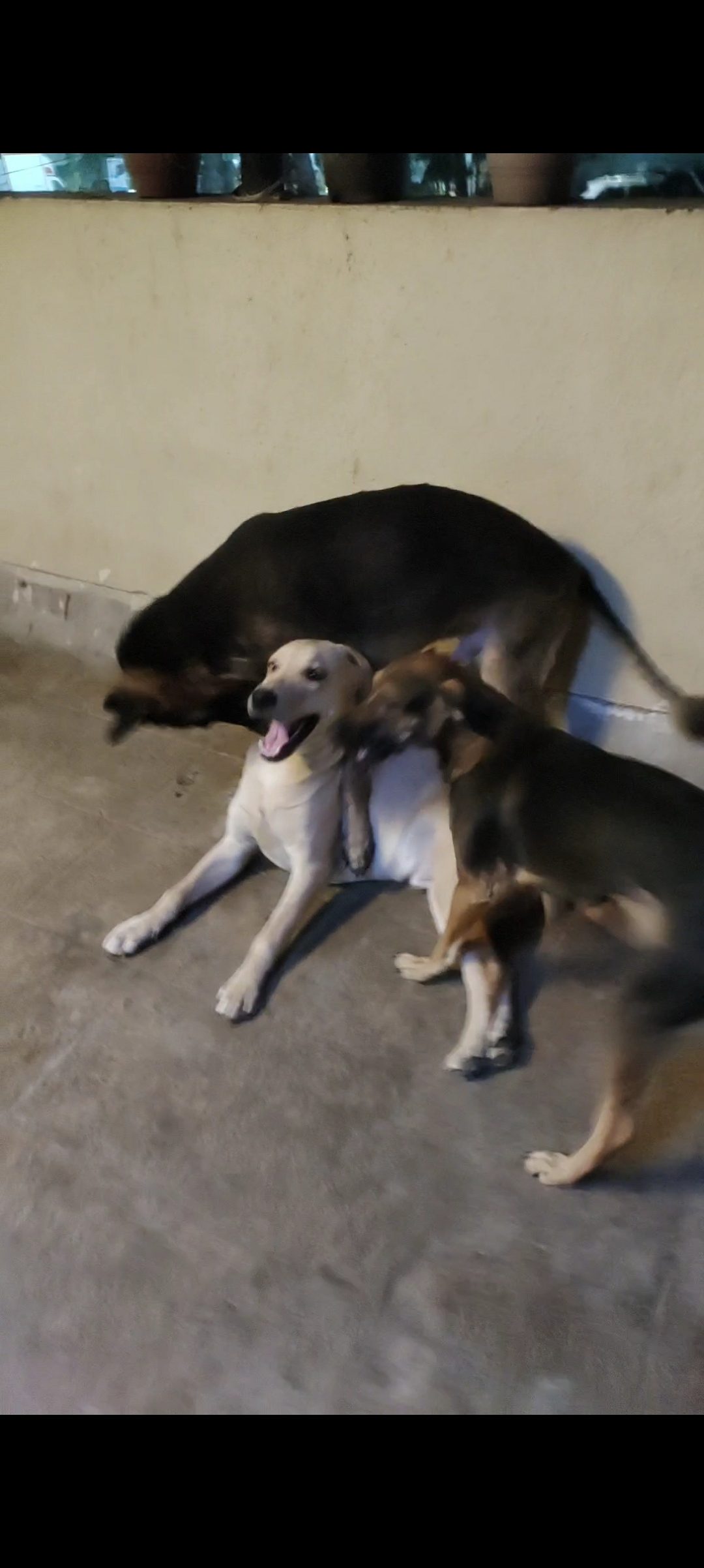 German Shepherd, Labrador, Street Female