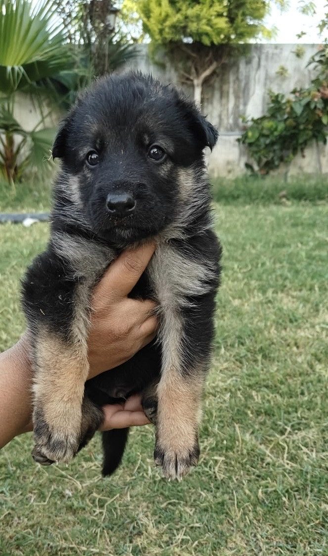 German Shepherd male dog
