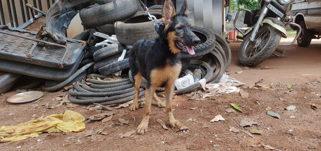 German shepherd 4 months old female short coat