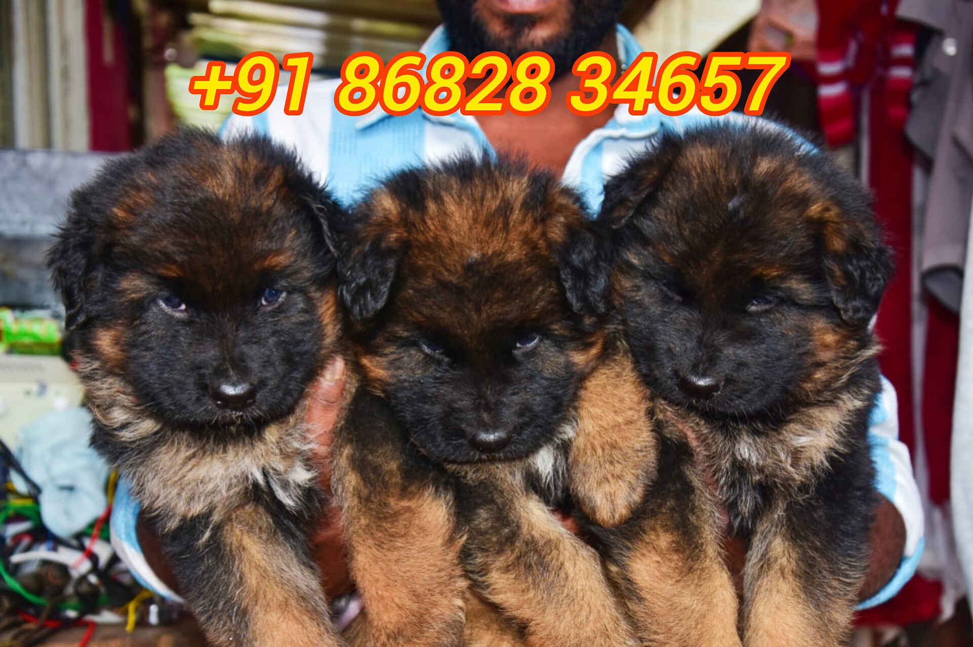 German shepherd pupp