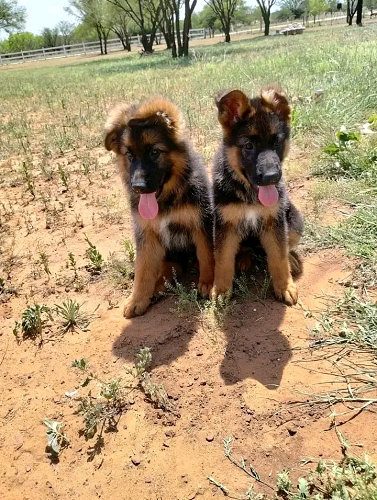 German Shepherd puppies available