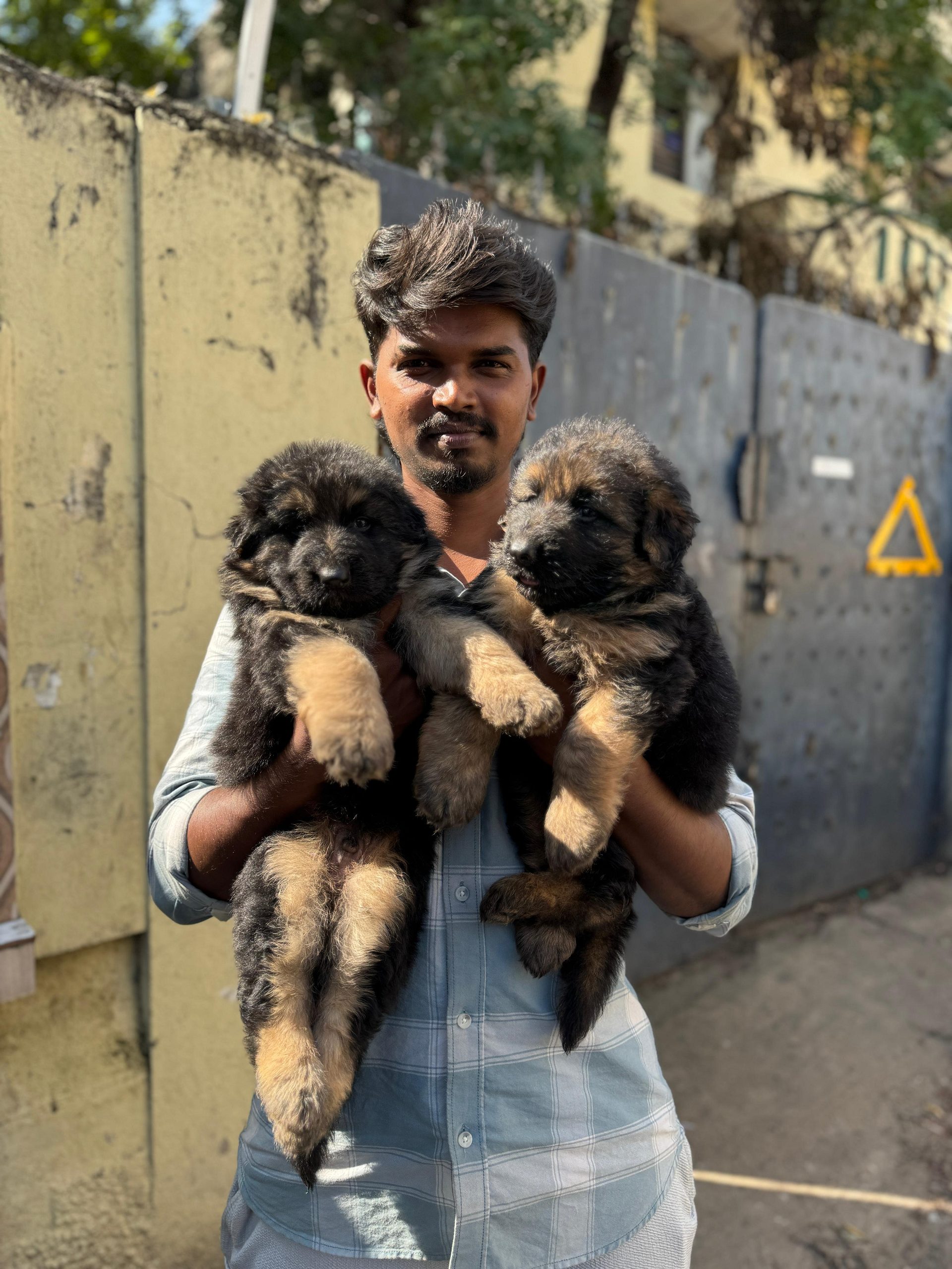 German shepherd puppies available in Chennai