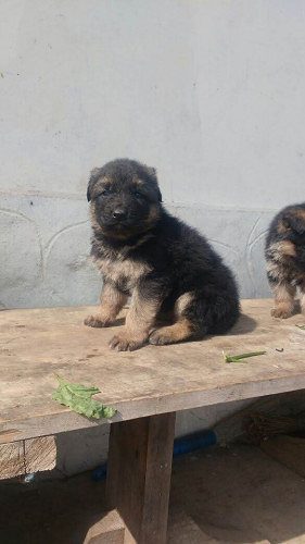 GERMAN SHEPHERD PUPPIES AVAILABLE FOR SALES@ CHENNAI9677128162