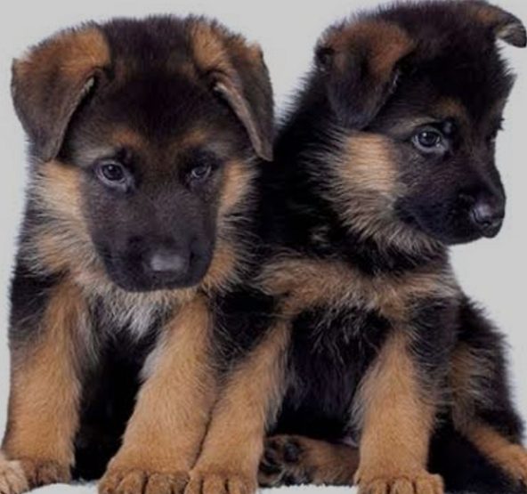 German shepherd puppies