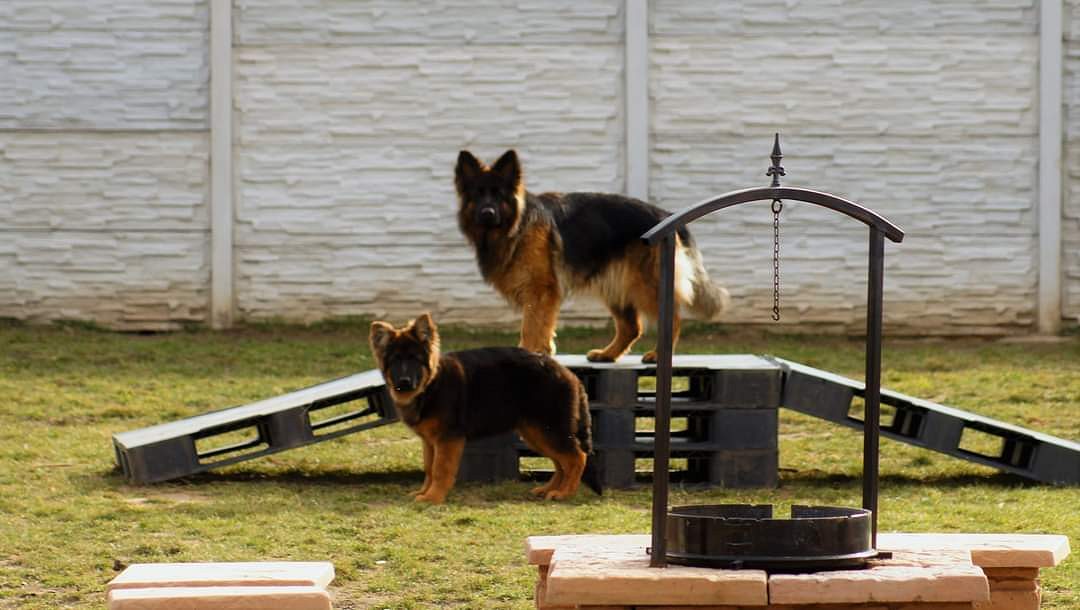 German shepherd puppies for sale