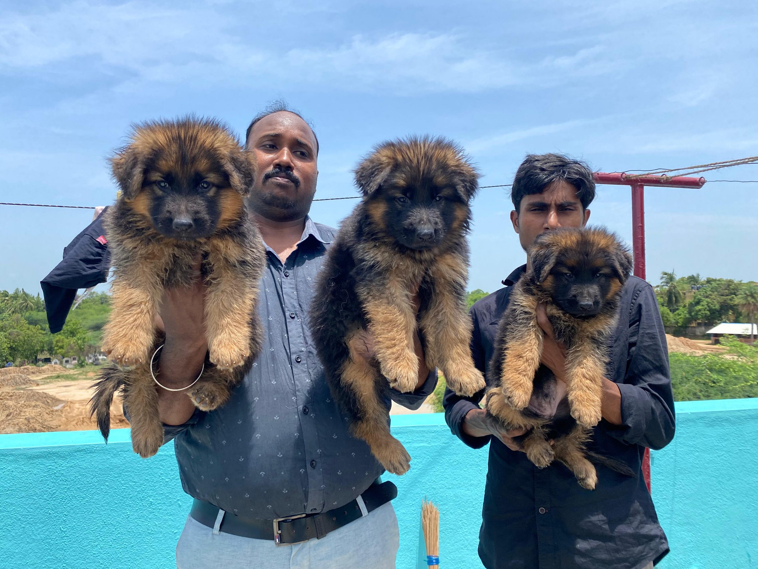 German shepherd puppies available in Chennai