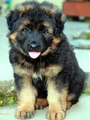 German Shepherd puppies available 8825472494