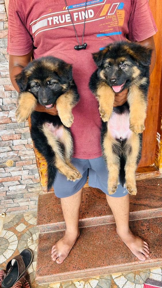 German Shepherd puppies available in chennai