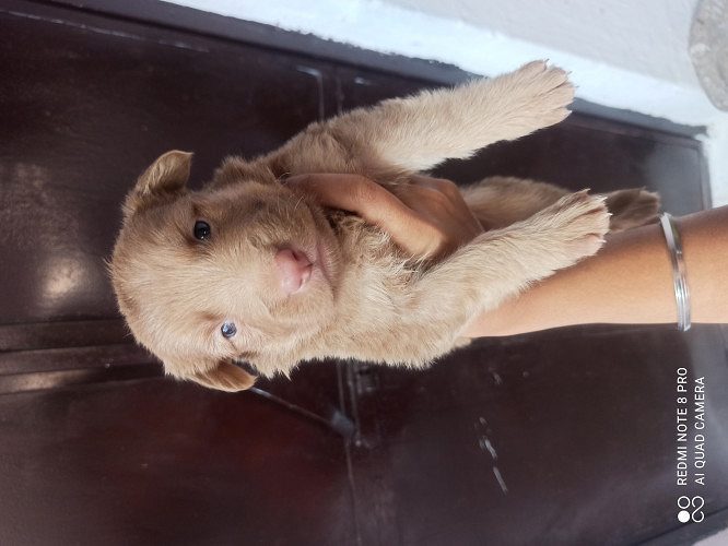 German shepherd puppies