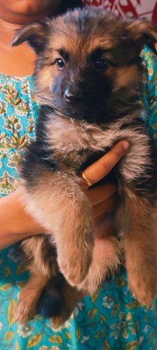 German shepherd puppies for sale