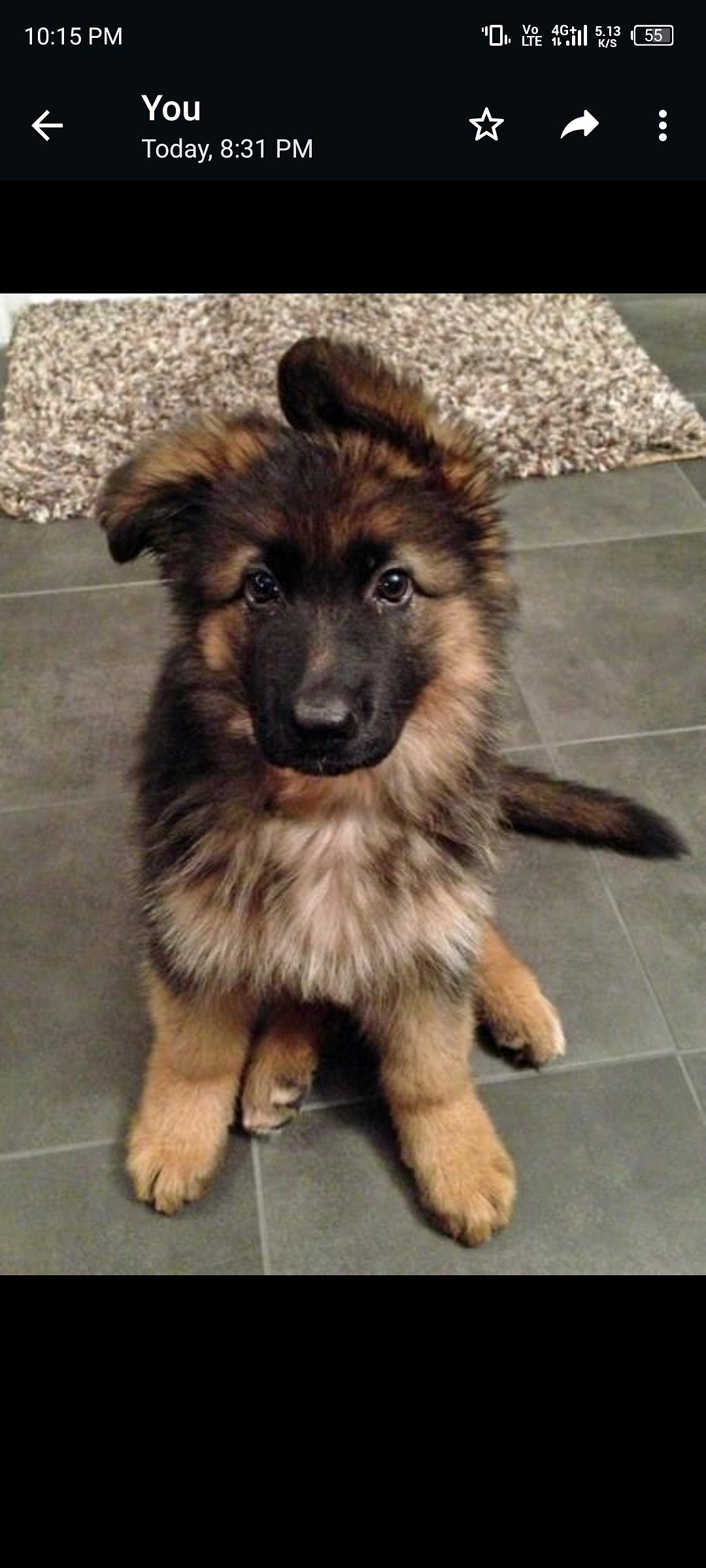 German shepherd puppies