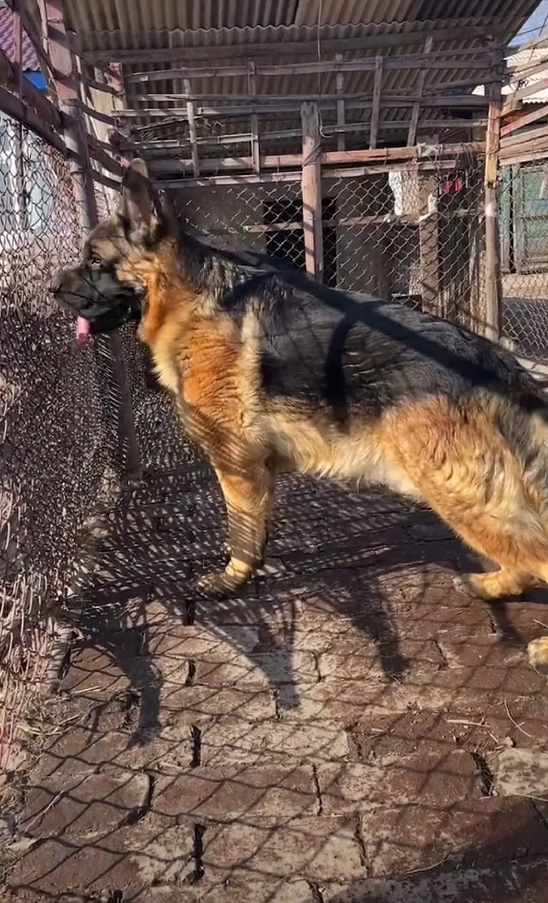 German shepherd puppies for sale