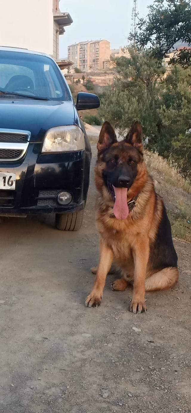 German shepherd puppies for sale