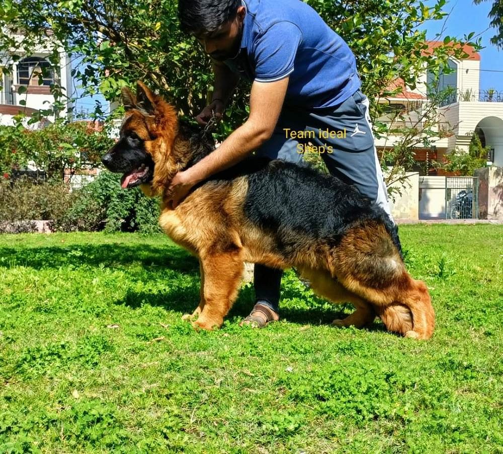 German shepherd puppies for sale