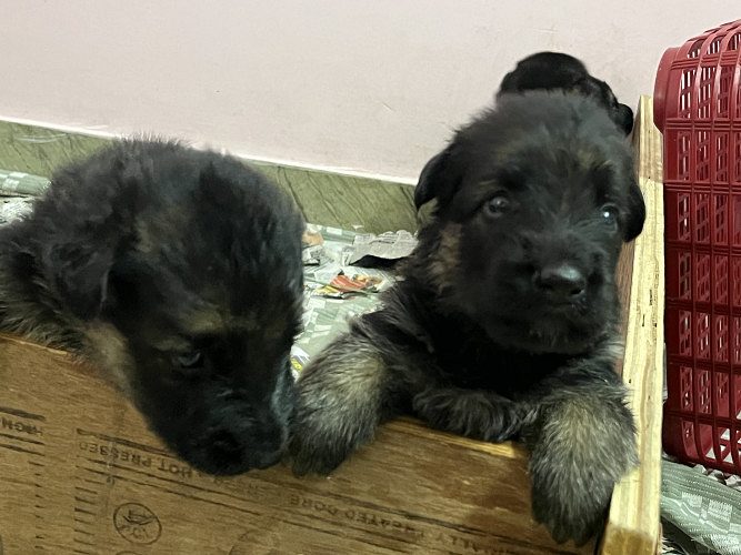 German shepherd puppies