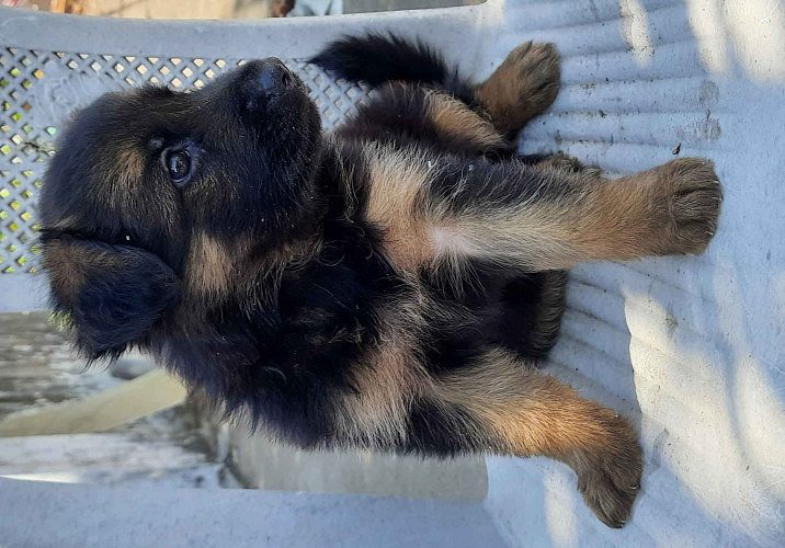 German Shepherd puppies 