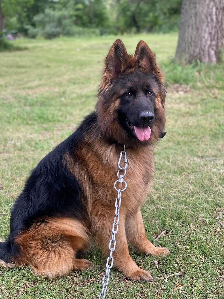 German Shepherd puppies in Bangalore