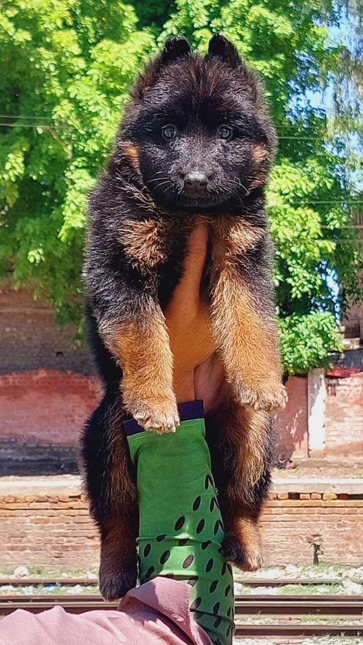 German shepherd puppies for sale in Mumbai