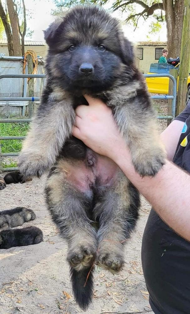 German shepherd puppies for sale