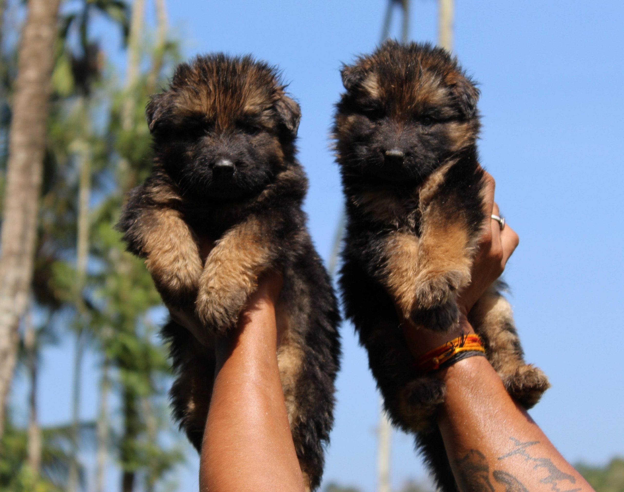 German shepherd puppies