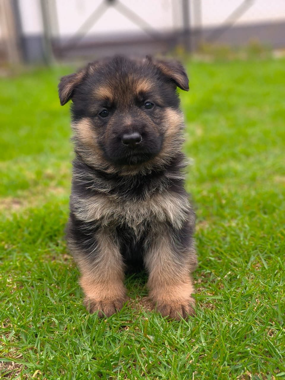 German shepherd puppies available in Chennai