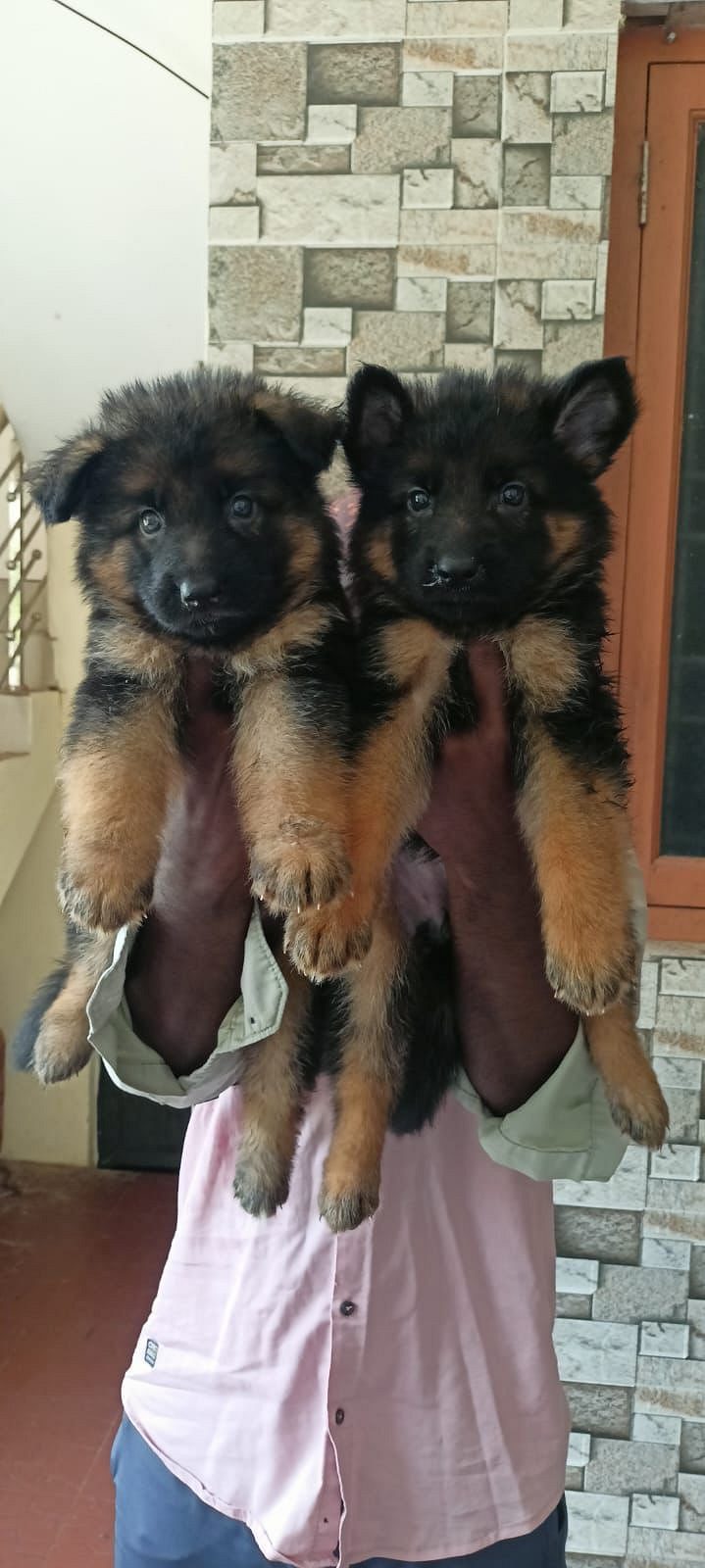 German shepherd puppies available in Chennai