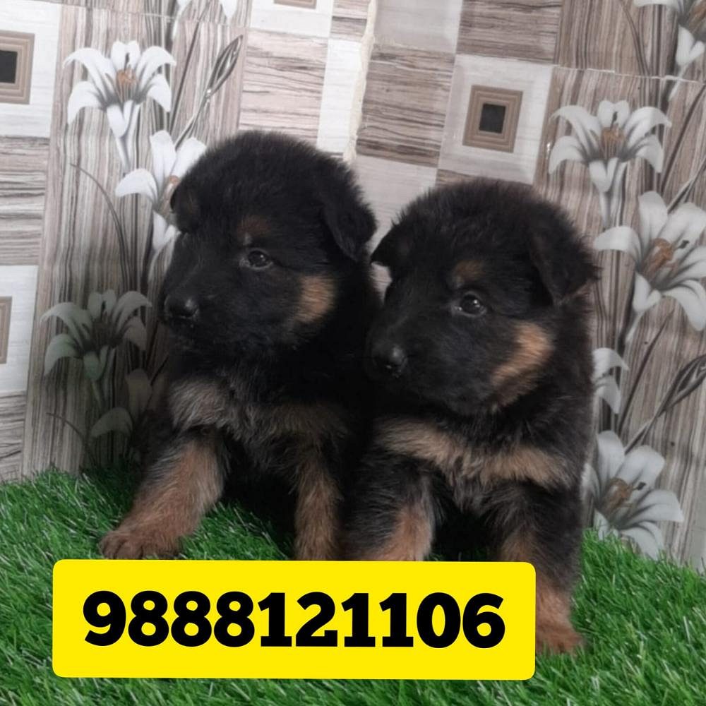 German shepherd puppy buy in jalandhar 9888121106 pet shop near me