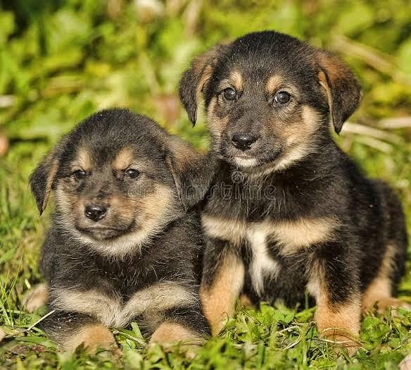 German Shepherd Puppy: Cute, Playful, and Smart 8800539300