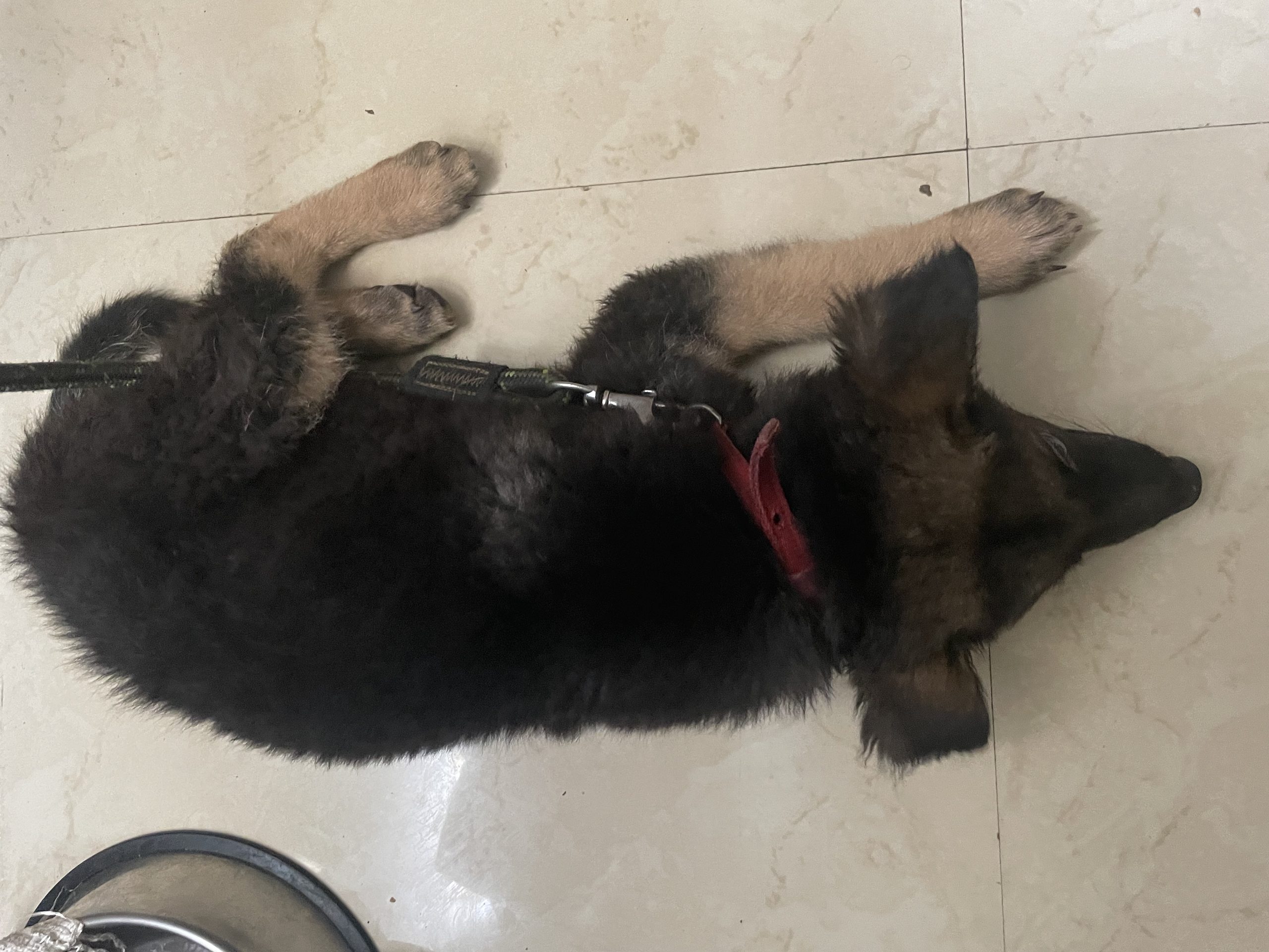 German shepherd puppy