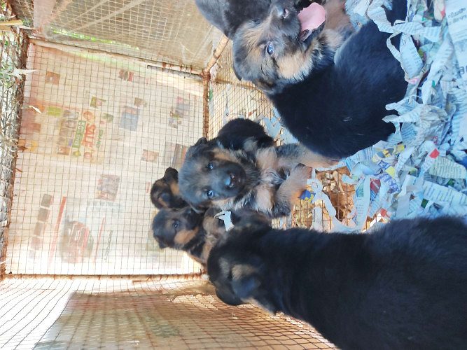 German shepherd puppy