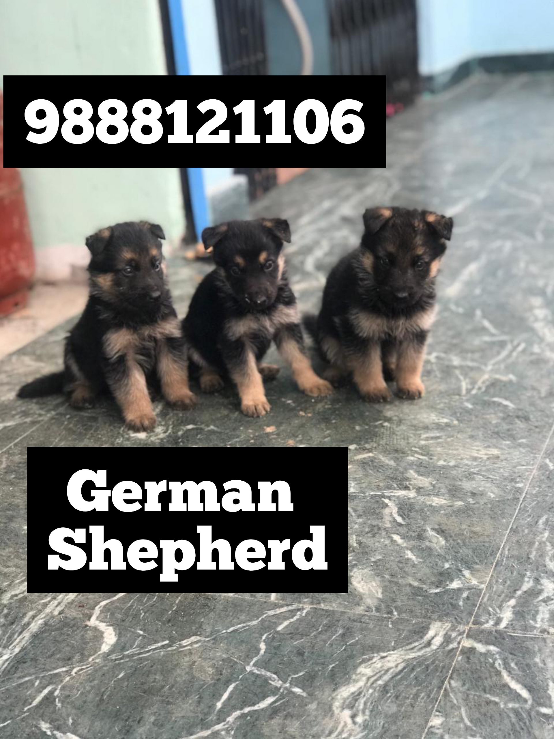 German shepherd puppy price punjab jalandhar 9888121106