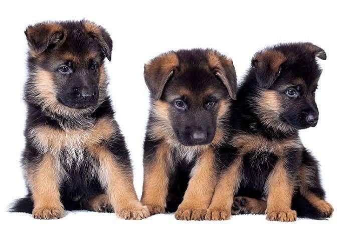 German Shepherd Puppy 8800539300