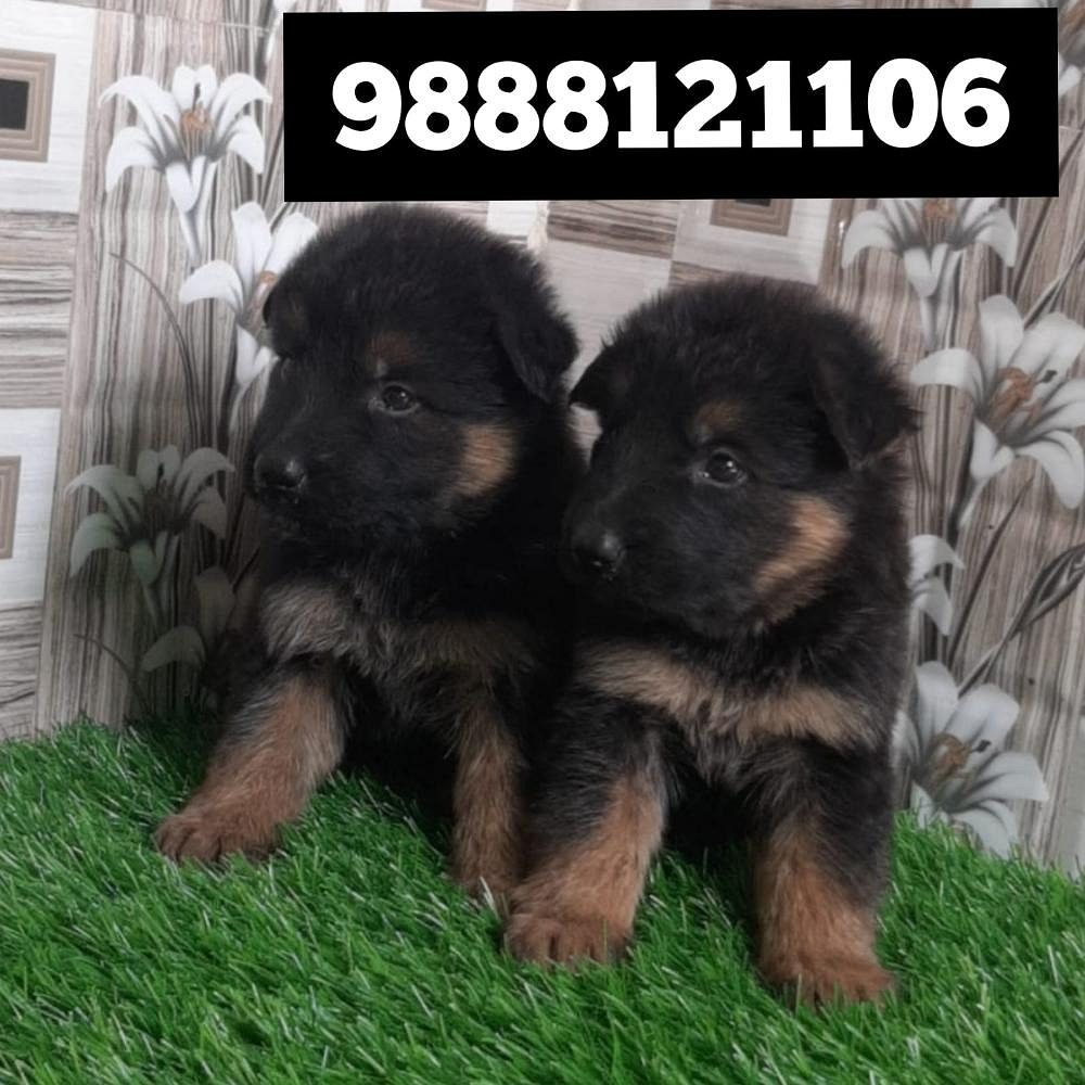 German shepherd puppy buy and sell call 9888121106