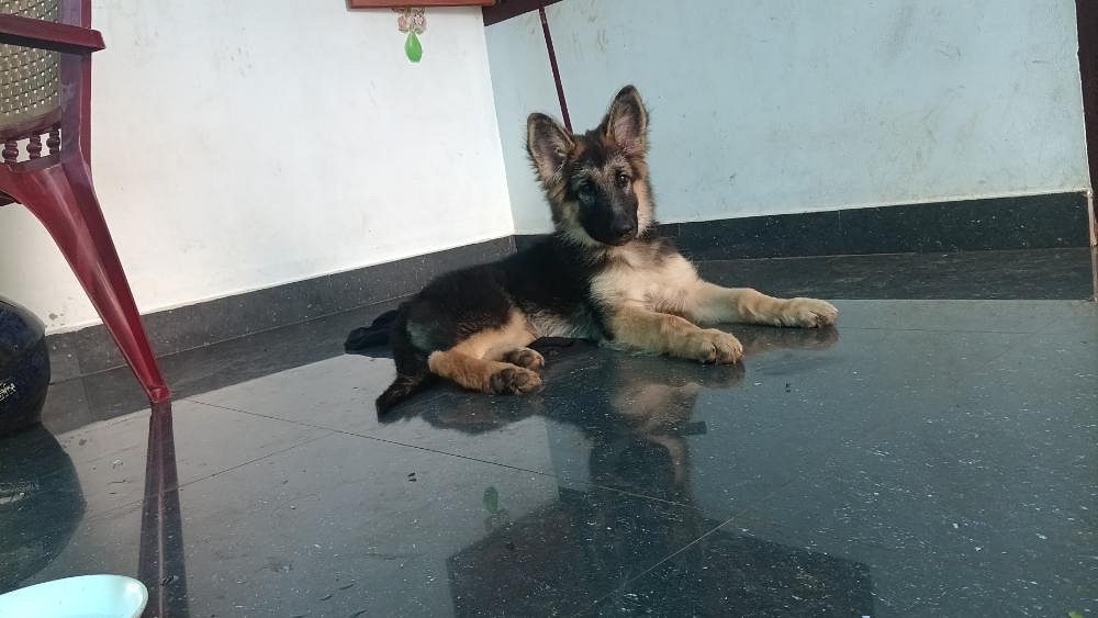 German Shepherd puppy