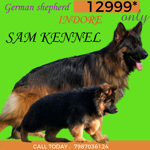 German shepherd puppy available in indore 7987036124