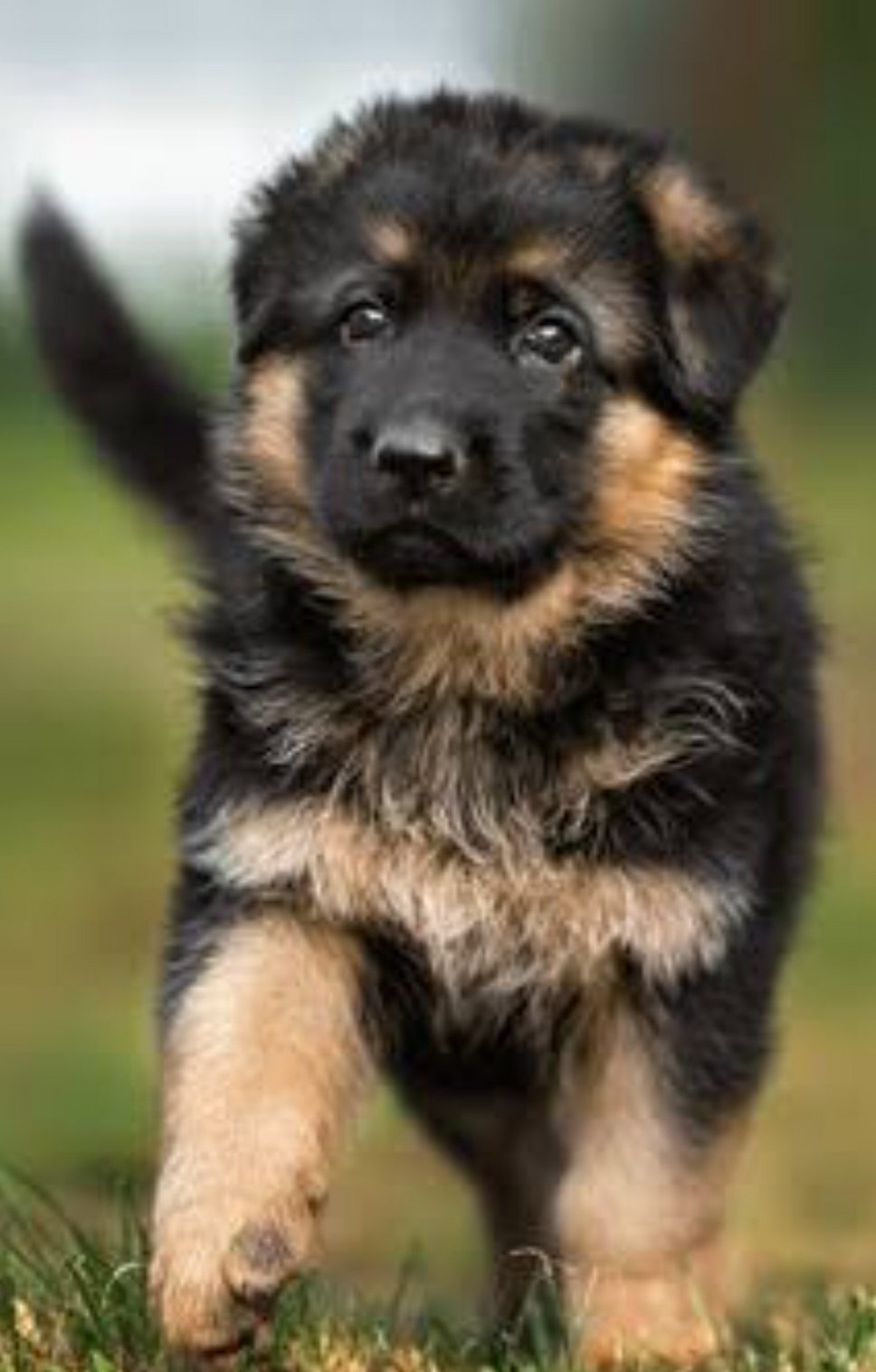 German shepherd pups for sale