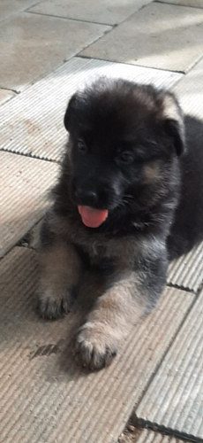 German shepherd quality puppies for sale