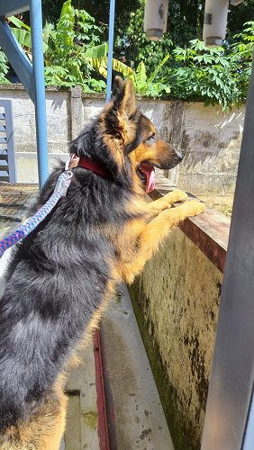 German Shepherd 6 1/2 years old for sale