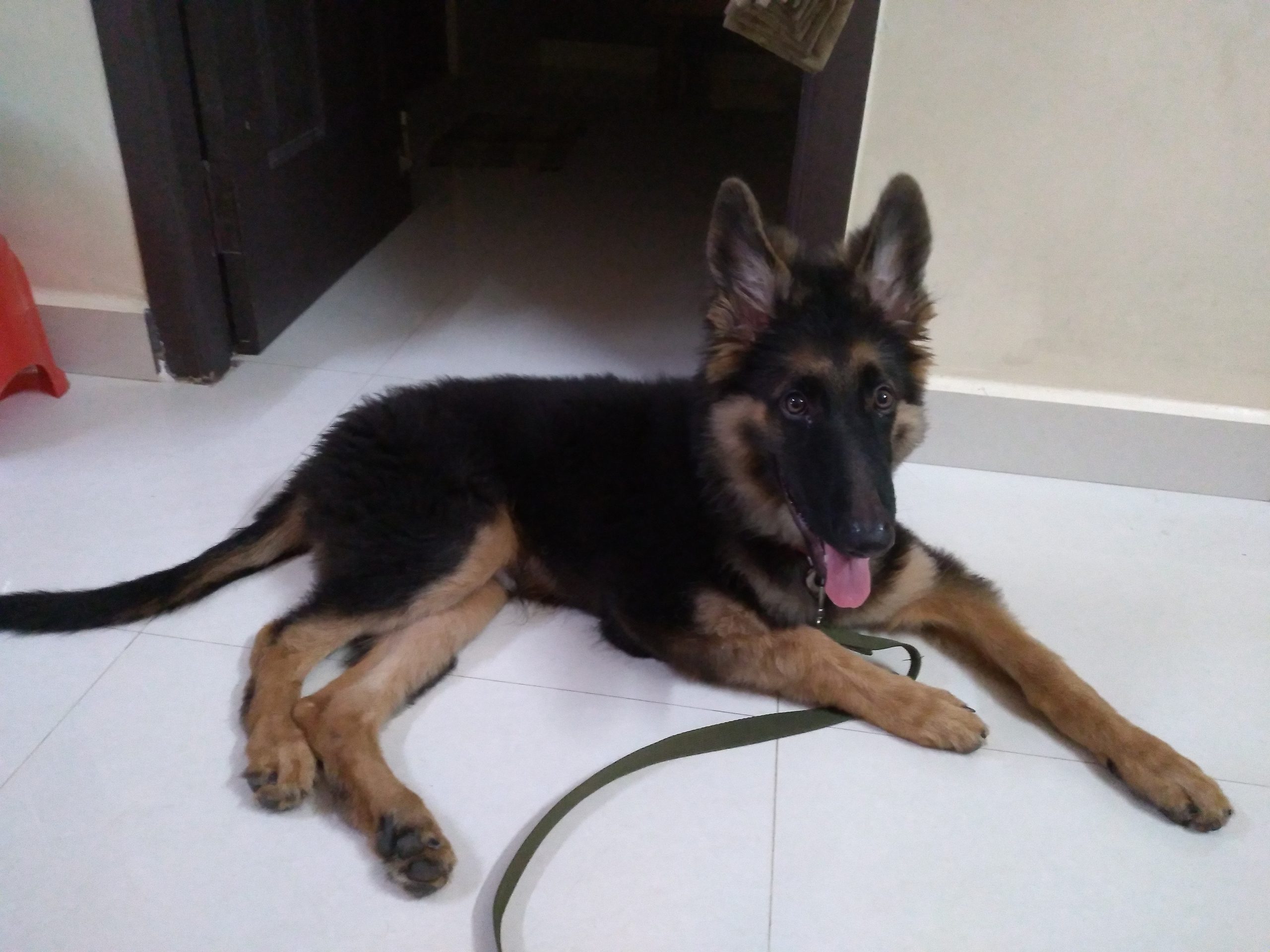 German Shepherded Male