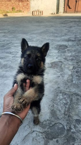 German shepherded  puppies available in Delhi Gurgaon Noida 8570830887