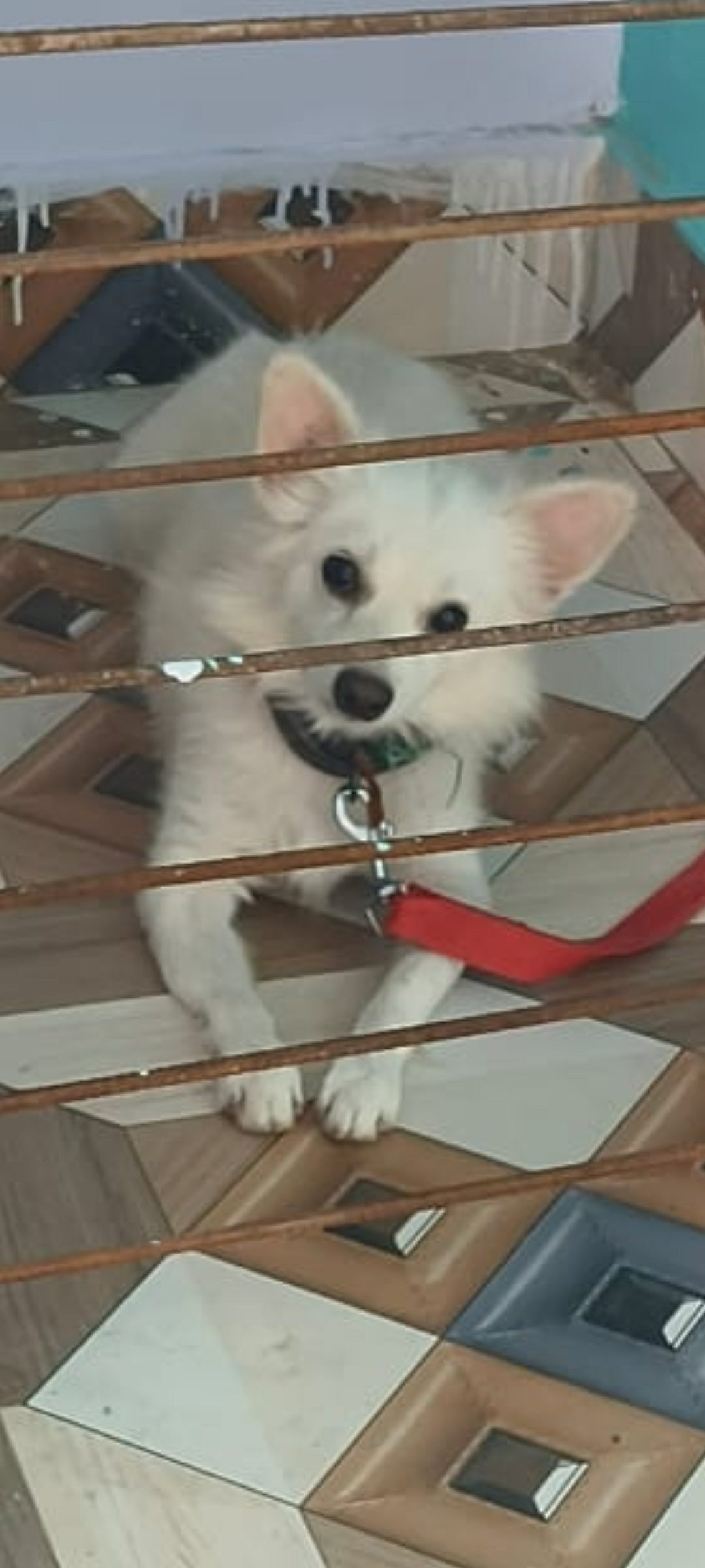 German spitz sale personal dog name is kitoo