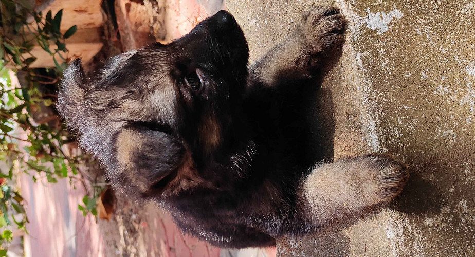 Germanshaperd puppy's available