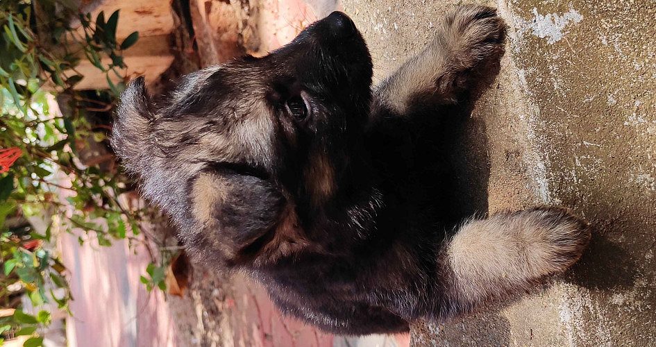 Germanshaperd puppy's available